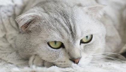 郑钦文 爱在武网“上班”