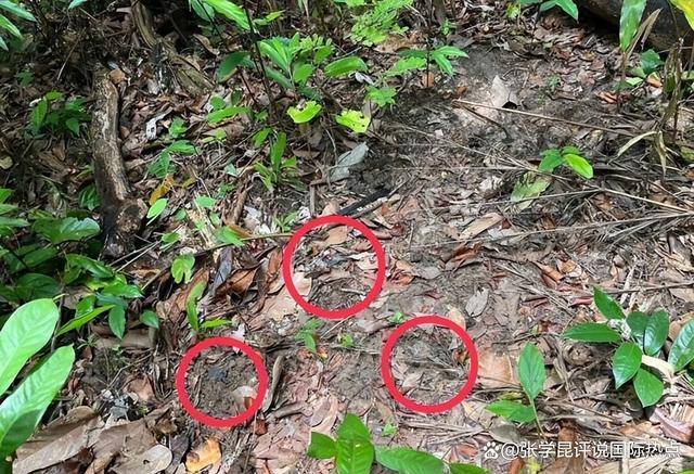 洪森忍不住先动手，边境惊现地雷阵，本辛一句话，让战火压不住了