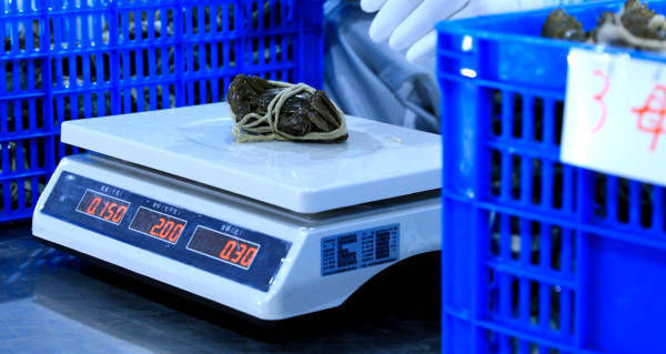 “洗澡蟹”“听涛蟹”阴影下,大闸蟹产业从产地之争迈向价值之战