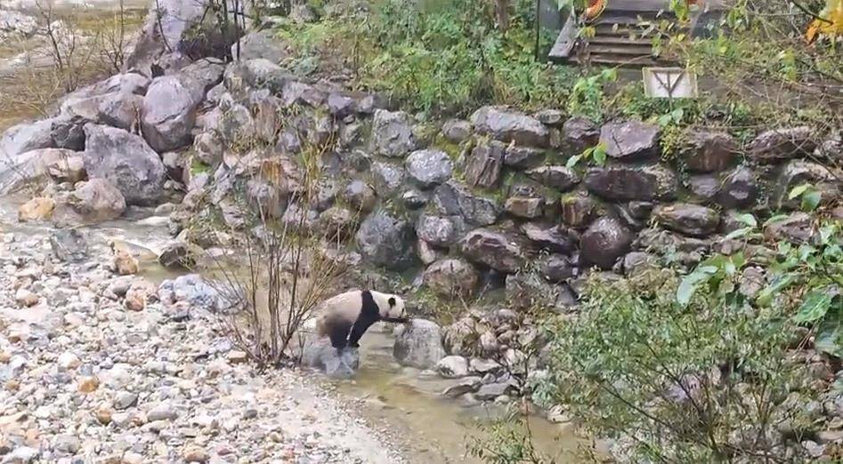 游客在陕西龙吟峡偶遇大熊猫过河，景区：系纯野生秦岭大熊猫，今年首次发现
