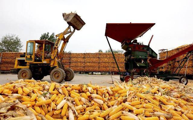 应对持续阴雨天气，山东积极行动保障“三秋”生产