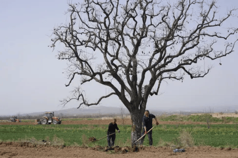 五百块从树农手里买走，数万、十几万卖到别墅区：一棵老柿树的奇幻漂流