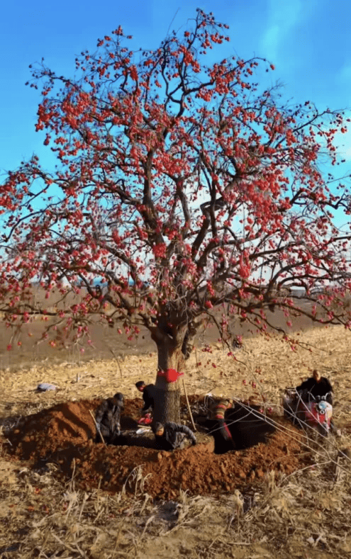 五百块从树农手里买走，数万、十几万卖到别墅区：一棵老柿树的奇幻漂流