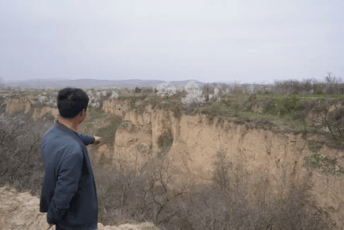 五百块从树农手里买走，数万、十几万卖到别墅区：一棵老柿树的奇幻漂流