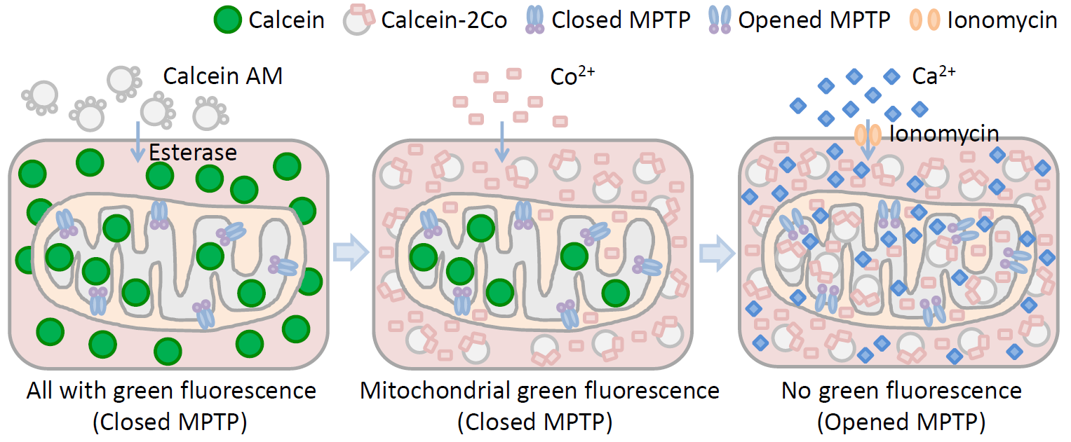 LTCapp(ltcatpal2启动器)